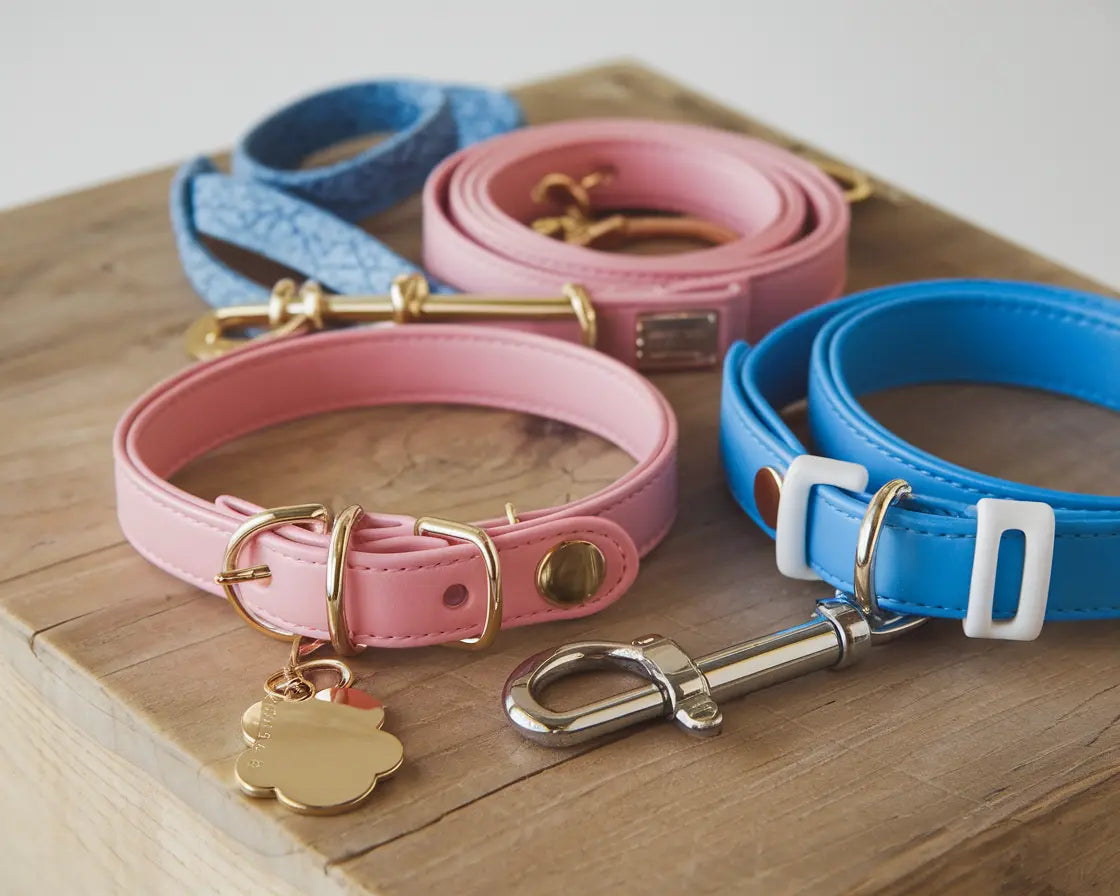 9 Dog Accessory Ideas for Beachside Adventures